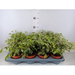 Ficus benja. 'Kinky'