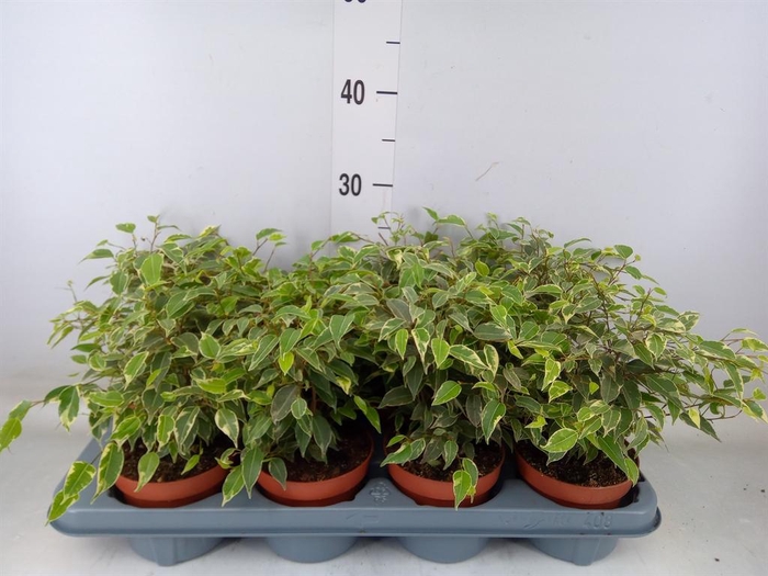 <h4>Ficus benja. 'Kinky'</h4>