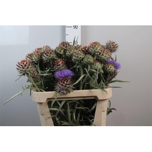 Cynara Cardunculus