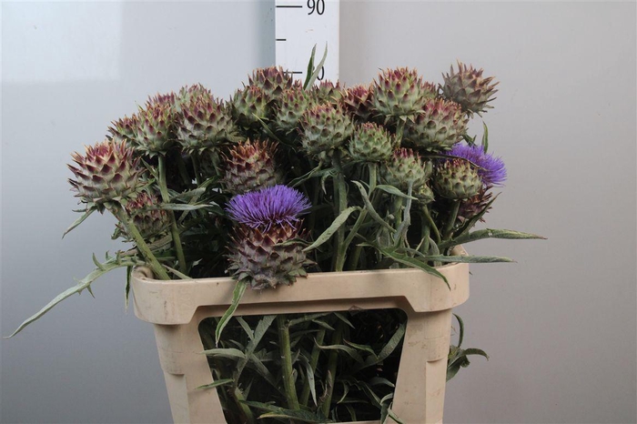 <h4>Cynara Cardunculus</h4>