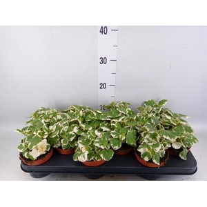Plectranthus   ...