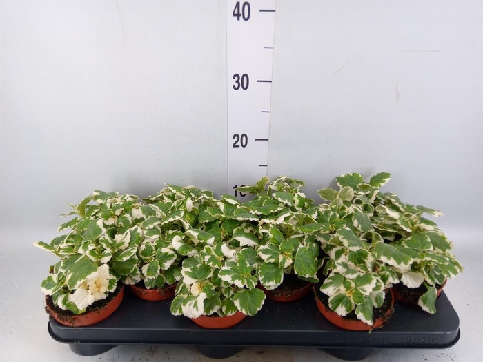 <h4>Plectranthus   ...</h4>