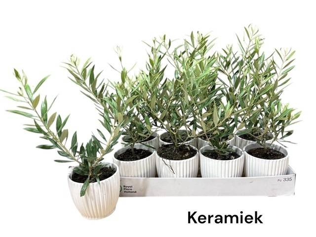 <h4>OLEA EUROPAEA</h4>