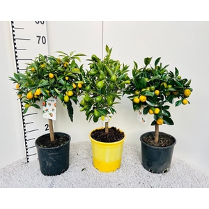 Citrus Mixed 3+ Var. on stem