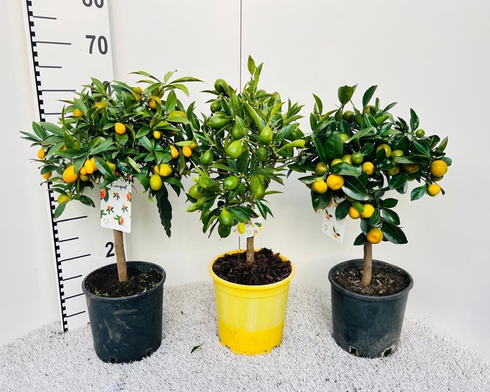 <h4>Citrus Mixed 3+ Var. on stem</h4>