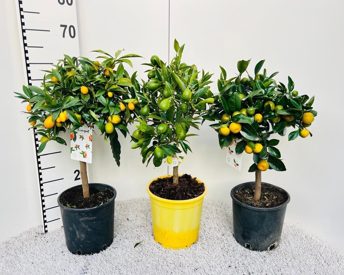 <h4>Citrus Mixed 3+ Var. on stem</h4>