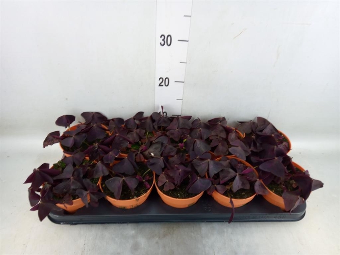 <h4>Oxalis trian.</h4>