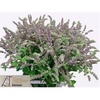 Mentha Jocka