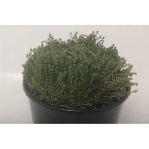 Thymus 200gr Short (p. Bos)