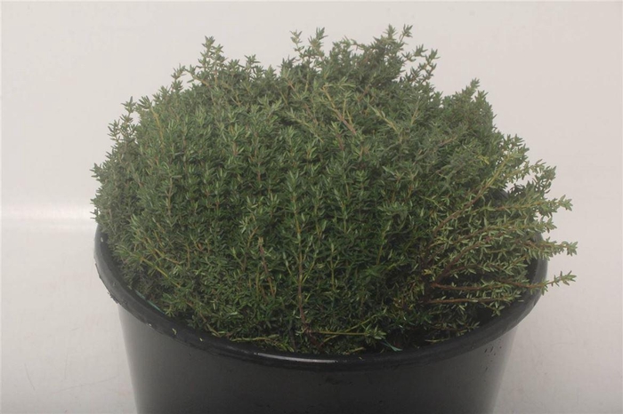 <h4>Thymus 200gr Short (p. Bos)</h4>