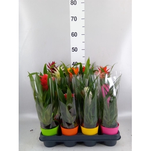 Bromelia   ...mix