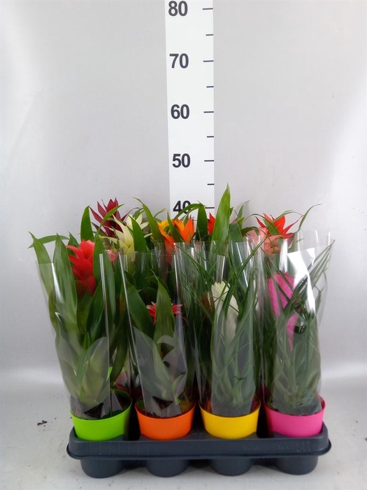 <h4>Bromelia   ...mix</h4>