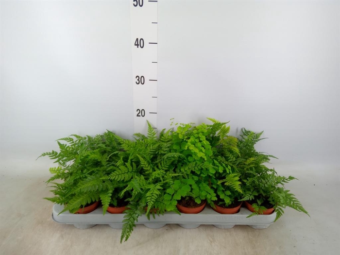 <h4>Ferns   ...mix</h4>