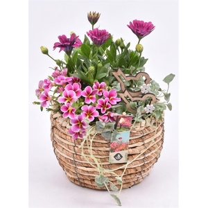 Mais mand 19cm