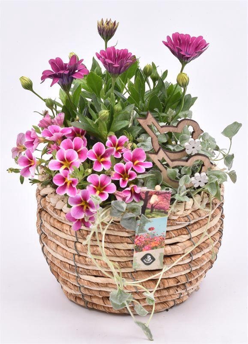 <h4>Mais mand 19cm</h4>