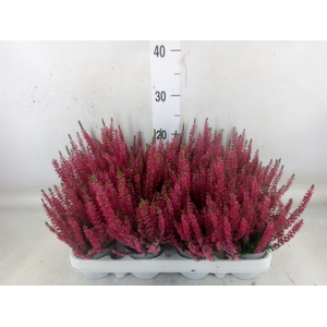 Calluna vulg. 'Beauty L Siska'