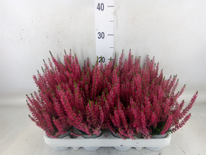 <h4>Calluna vulg. 'Beauty L Siska'</h4>