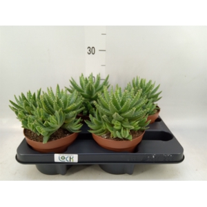 Aloe brevifolia