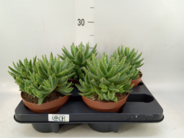 <h4>Aloe brevifolia</h4>