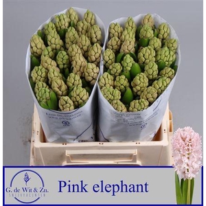 Hyac Pink Elephant