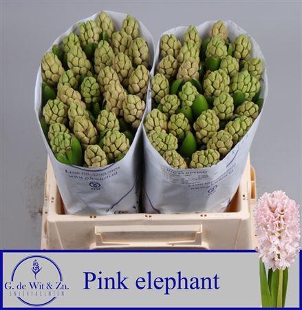 <h4>Hyac Pink Elephant</h4>