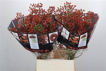 <h4>Rozenbottel Autumn Rosefruits</h4>