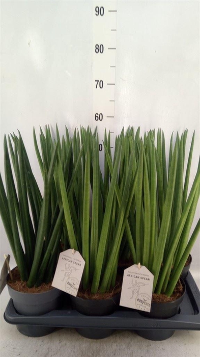 <h4>Sansevieria cyl. ...</h4>