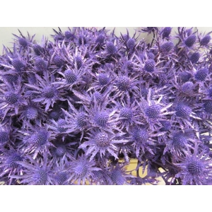 Eryng Orion Paars / Glitte L60