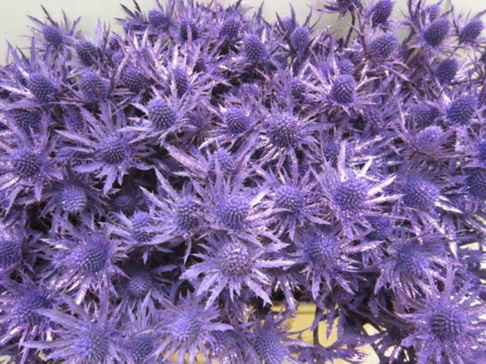 <h4>Eryng Orion Paars / Glitte L60</h4>