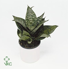 Sansevieria trifasciata Hahnii 12Ø 20cm