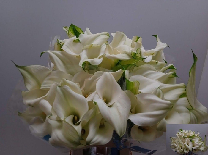 <h4>ZANT CAPT VENTURA</h4>