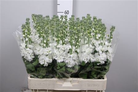 <h4>Matth Aida White</h4>