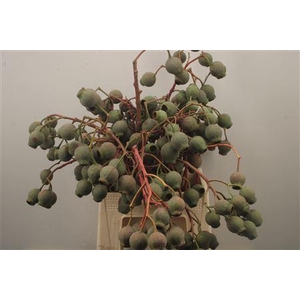 Euca Robusta Bells Per Bunch