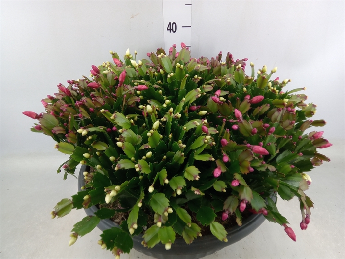 <h4>Schlumbergera   ...</h4>