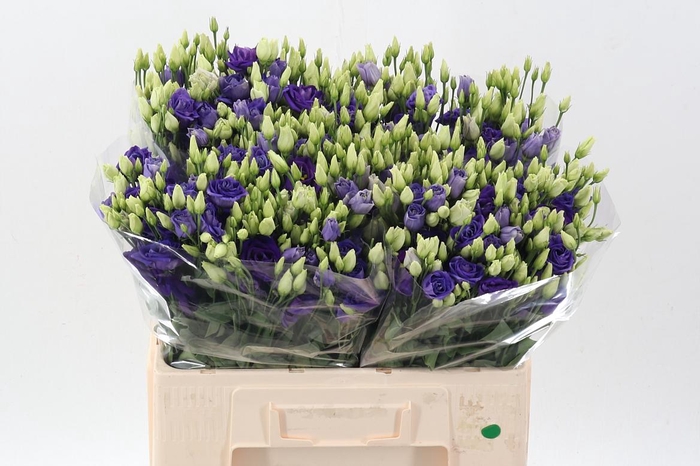 <h4>Eus G Rosi Blue</h4>