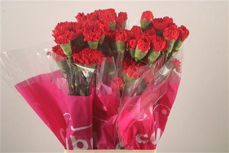 <h4>Di St Don Pedro</h4>