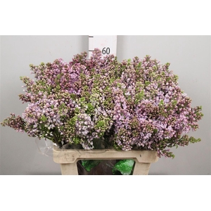 Syr V Hugo Koster 4+