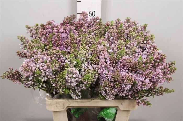 <h4>Syr V Hugo Koster 4+</h4>