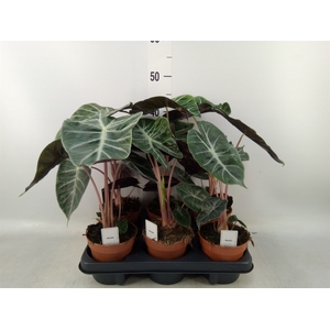 Alocasia   ...