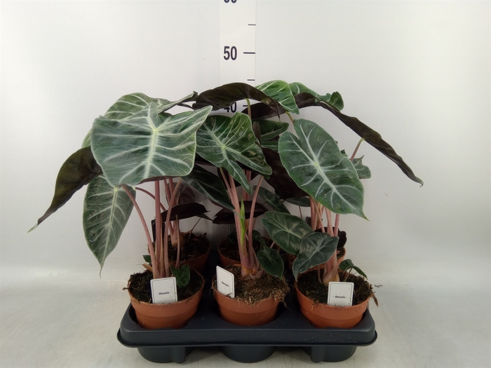 <h4>Alocasia   ...</h4>