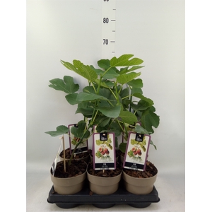Ficus carica