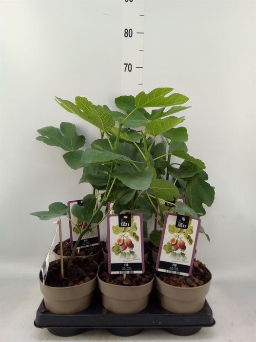 <h4>Ficus carica</h4>