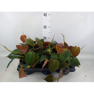 Philodendron scand. subsp. micans
