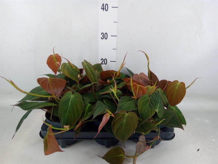 <h4>Philodendron scand. subsp. micans</h4>