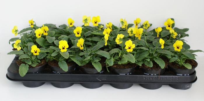 <h4>Viola Co Geel</h4>