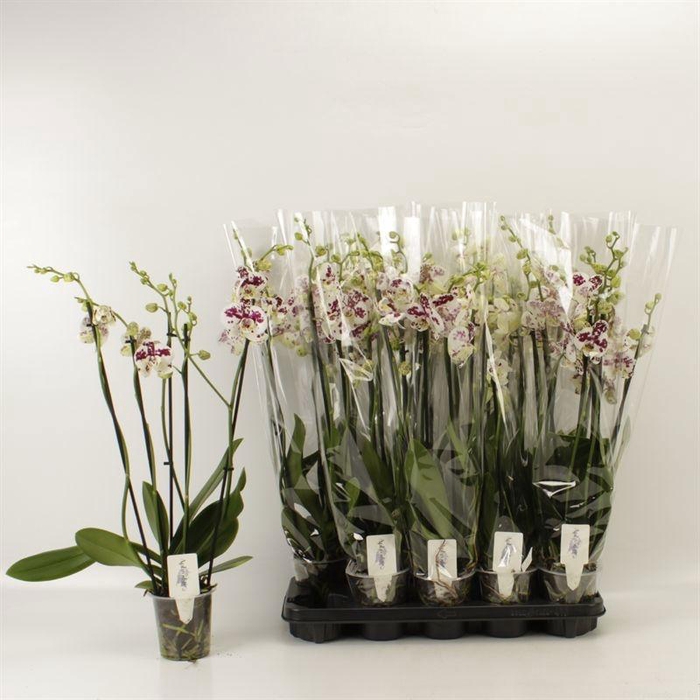 <h4>PHAL AN MARRAKESH</h4>