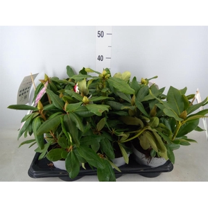 Rhododendron   ...mix