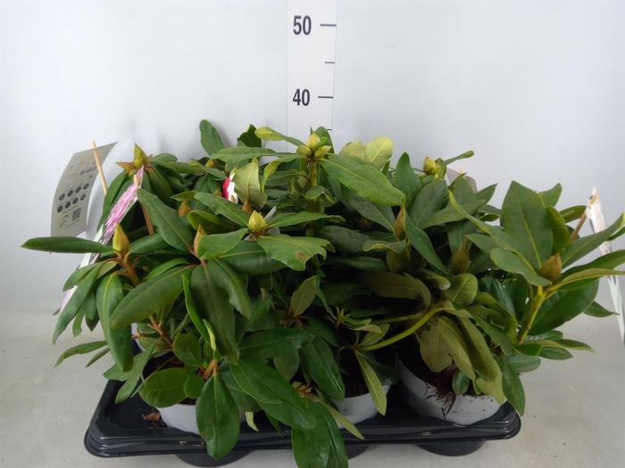 <h4>Rhododendron   ...mix</h4>