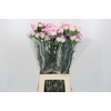 Dianthus St Pixy
