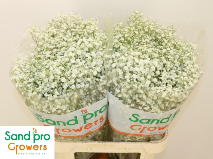 <h4>GYPS PA XLENCE</h4>